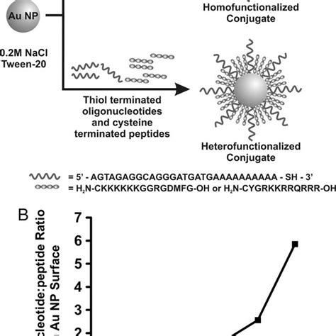 Preparation Of Peptide And Oligonucleotide Functionalized Gold