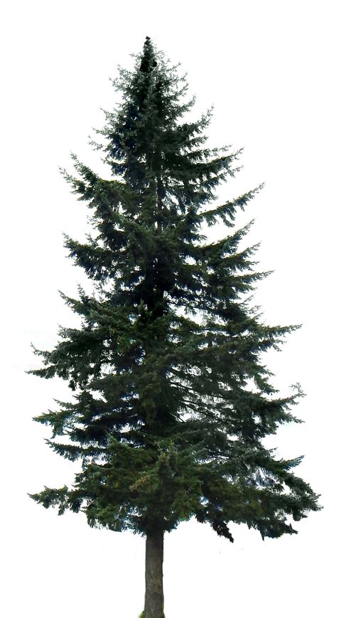 Download Google Search Tree Render, Tree Photoshop, Pine Tree - Pine ...