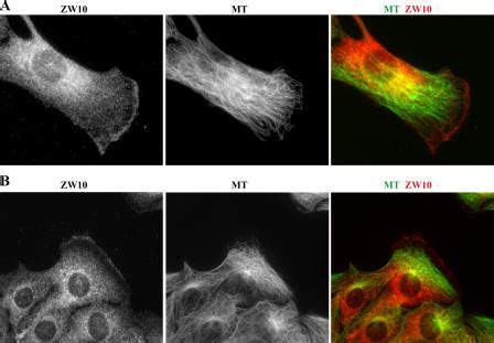 Association Of Zw With Leading Edge Of Migrating Fibroblasts Nih T