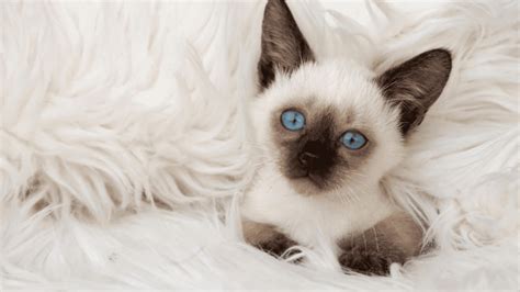 Gato De Ojos Azules Y Pelaje Blanco Explorando Su Significado