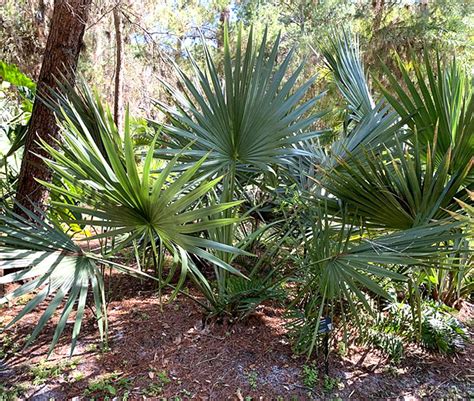 How To Grow The Dwarf Palmetto Palm Tree Sabal Minor