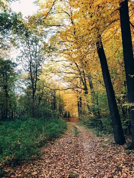 Premium Photo | Autumn woods beautiful golden trees and path way in ...