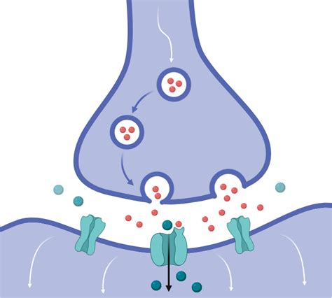 Synaptic Cleft (Vertical) | BioRender Science Templates