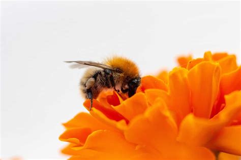 Registration deadline for South German Bee Week - Golf Sustainable