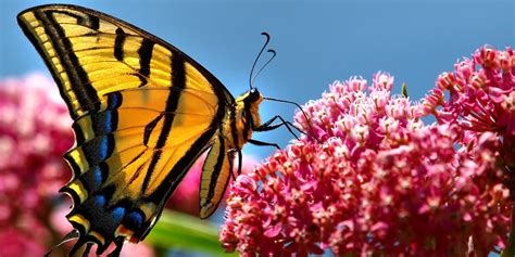 Types Of Butterflies To See In Colorado