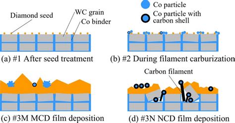 Understanding The Mechanism Of Non Uniform Fo Eurekalert