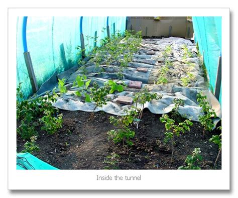 Allotment Heaven How To Build A Fruit Cage Or Polytunnel Fruit Cage