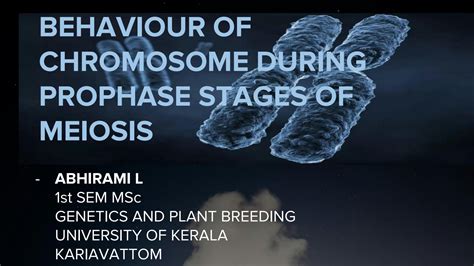 SOLUTION: Behaviour of chromosome during prophase stages of meiosis - Studypool