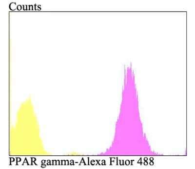 Ppar Gamma Nr C Antibody Nbp Novus Biologicals