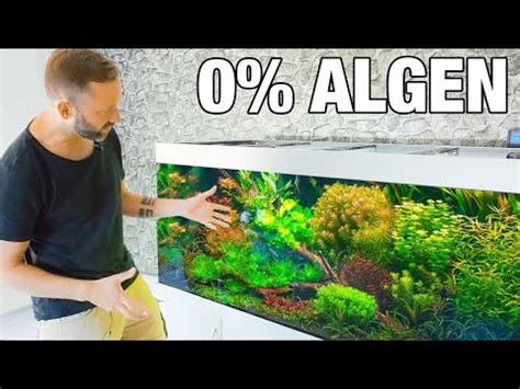 Das Geheimnis Zu Einem Algenfreien Aquarium Youtube