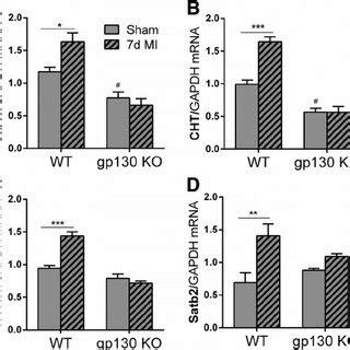 Deletion Of Chat In Adult Sympathetic Neurons Prevents The Increase In