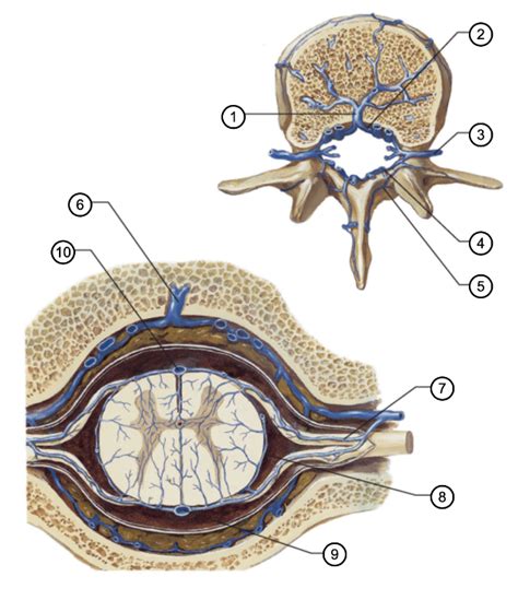 Veins Of Vertebral Venous Plexus And Spinal Cord Diagram Quizlet