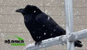 Alaska Ravens - Known as the Trickster by Alaska natives