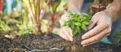 Que Planter Dans Son Potager Au Printemps L Gumes Planter Au