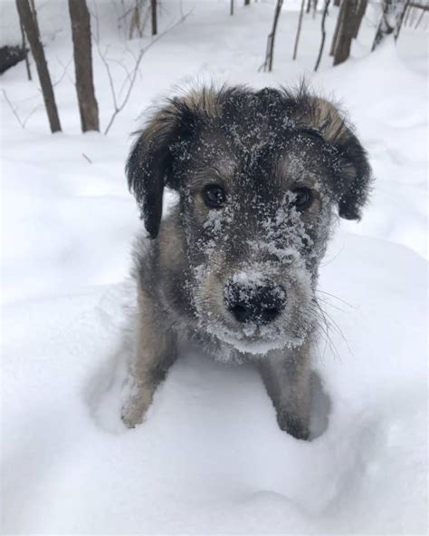 Siberian Husky Poodle Mix: Huskydoodle Puppy