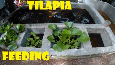 Backyard Tilapia Pond Feeding Update June 07 2019 Youtube