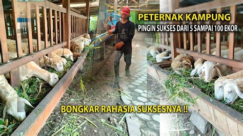 Peternak Kampung Beternak Domba Pingin Sukses Dari Ekor Menjadi