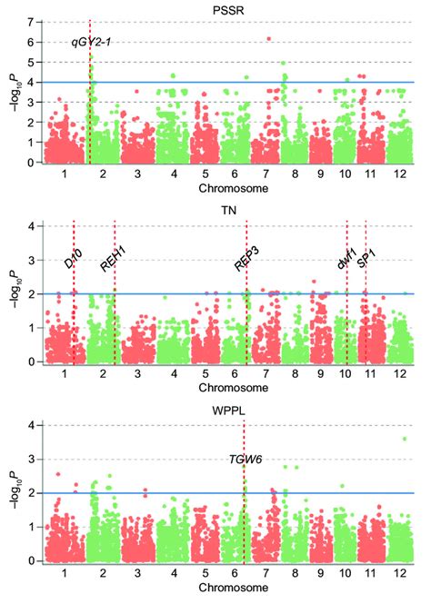 Manhattan Plot Of Genome Wide Association Studies Gwas Analysis For