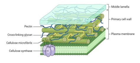 Difference Between Cell Wall And Cell Membrane - Learn Biology ...