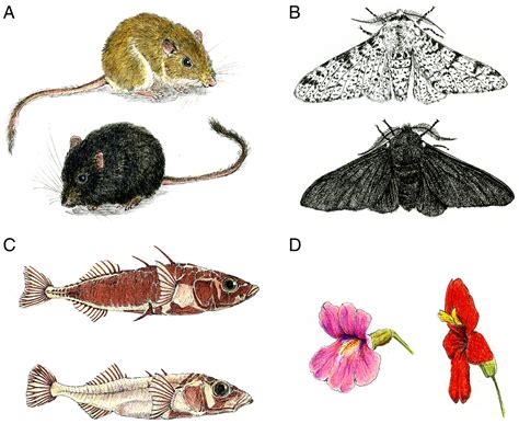 Adaptation Examples