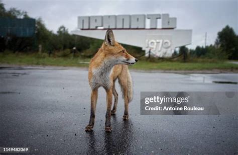 463 Chernobyl Animals Stock Photos, High-Res Pictures, and Images - Getty Images