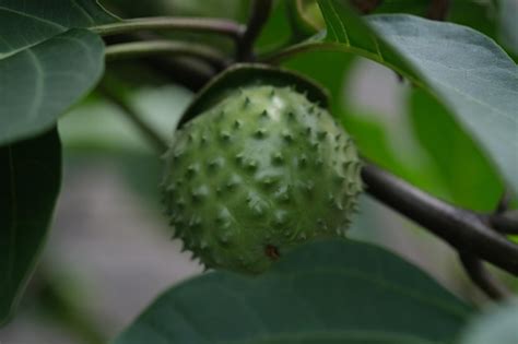 Premium Photo | A green fruit on a tree