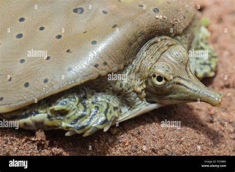 Spiny Softshell Soft Shell Turtle Apalone Spinifera Native To North