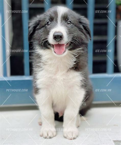 Ch Border Collie Gi Ng Ch Th Ng Minh C Ch S Iq Cao Nh T