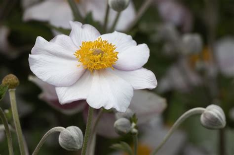 Una Flor Blanca Con Un Centro Amarillo Y Un Centro Blanco Foto Premium