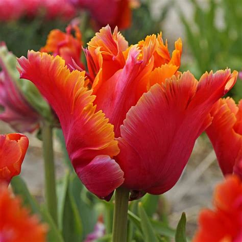 Get Tulip Amazing Parrot Spring Flowering Bulbs In Mi At English