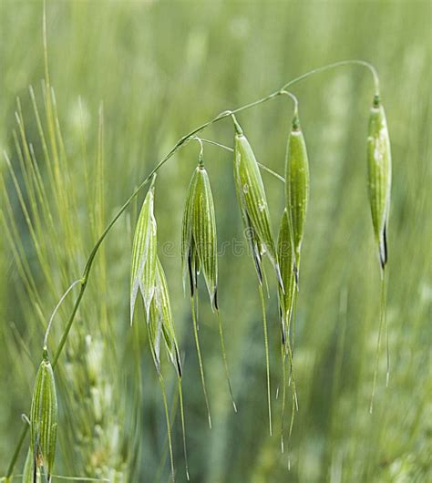 Oat Plant Green Oat Immature Oat Pictures Cereal Plant Oat Green Oat Plant On The Field Oat