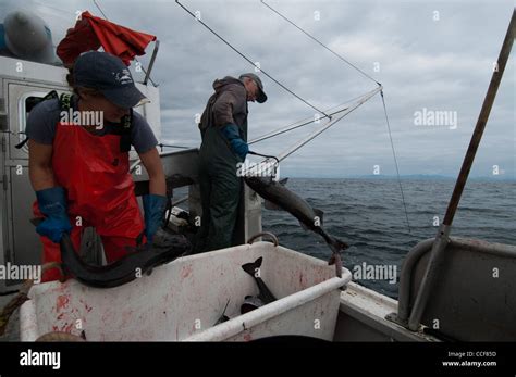 Black Cod Sablefish Fishing Sitka Alaska Stock Photo Alamy