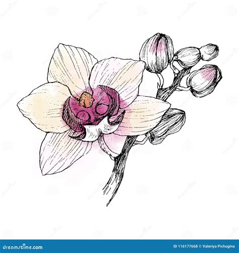 Hand Drawn Black Outline Orchid On A White Background Isolated Highly