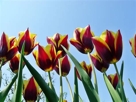 Fondos De Pantalla Tulipanes Flores Fluido Vistoso Cielo