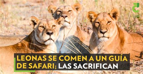 Leonas se comen a un guía de safari las sacrifican