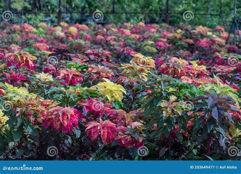 Colorful Amaranthus Tricolor Plant In A Garden Common Known As Edible