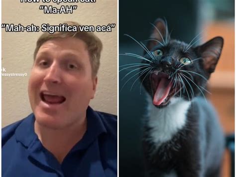 TikToker se vuelve viral por enseñarte a hablar con tus gatos