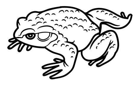 21 Toad Coloring Pages - ColoringPagesOnly.com