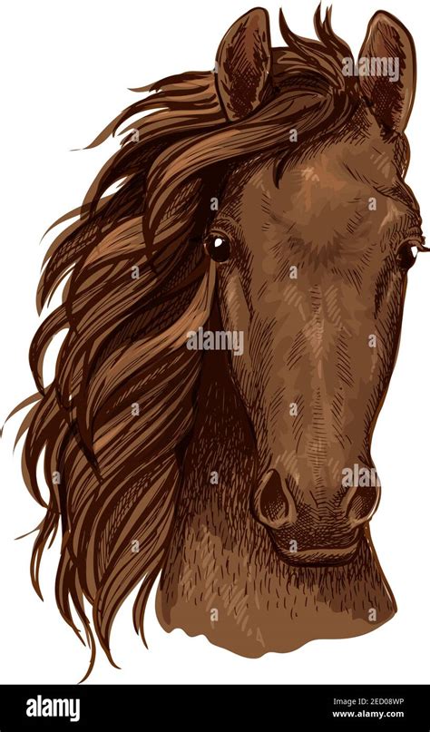 Arabian brown stallion vector portrait. Horse head color sketch ...