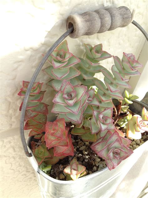 Crassula Conjuncta（星の王子），rupestris（博星），perforata F Variegata （南十字星） Terrarium Cabbage