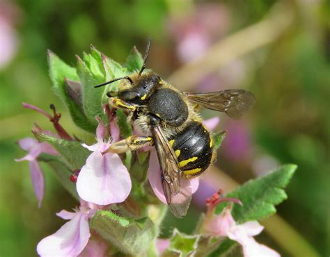 Anthidium Manicatum Female Rye Harbour NR Sussex 2017f Flickr