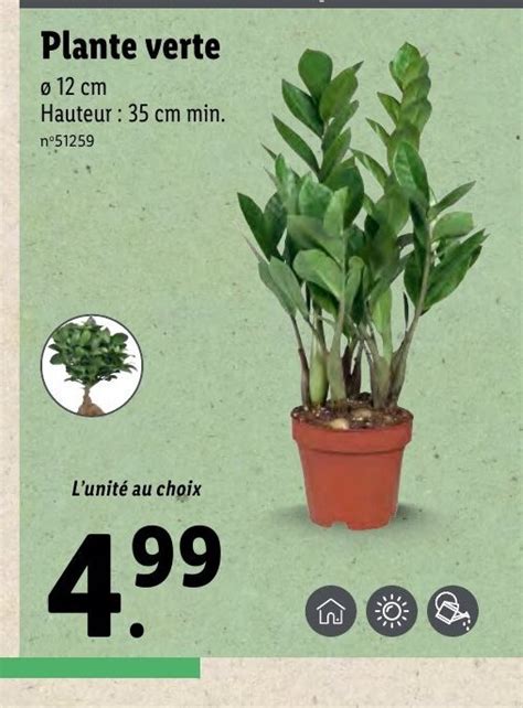 Promo Plante Verte Chez Lidl