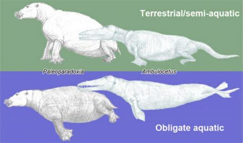 Did That Extinct Mammal Live On Land Or In Water? Look At Its Rib Cage ...