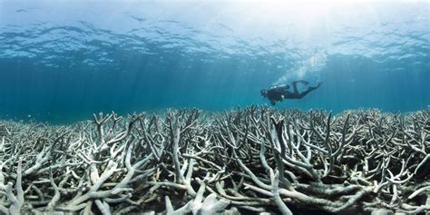 Destruction of coral reefs poses threat to tropical coastlines, study finds