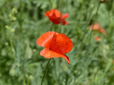 Mack Fleur Coquelicot Rouge Fleurs Photo Gratuite Sur Pixabay Pixabay