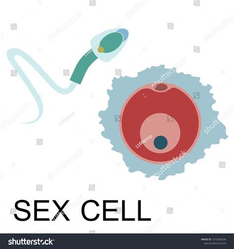 Sex Cell Sperm Ovum Illustration Vector Stock Vector Royalty Free