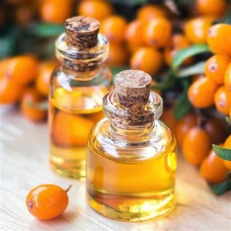 Hippophae Rhamnoides Oil Extracts Supplier Herbal Creations