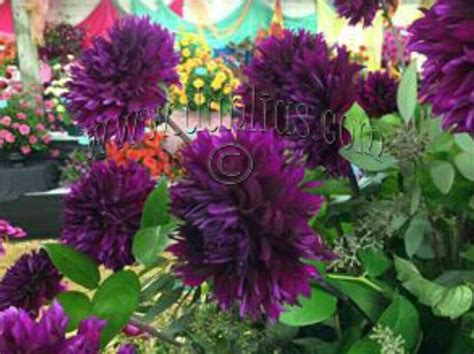 Dahlia, "Jennifer's Wedding" | Dahlia, Growing dahlias, Wedding item