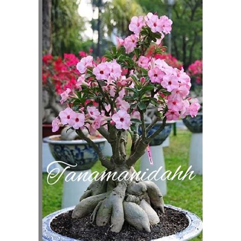 Jual Promo Bonsay Pohon Kamboja Adenium Cabang Seribu Bunga Pink