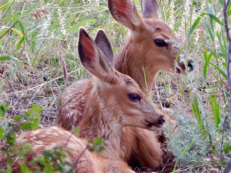 Impression Evergreen: Mule Deer Fawns - Innocent Creatures